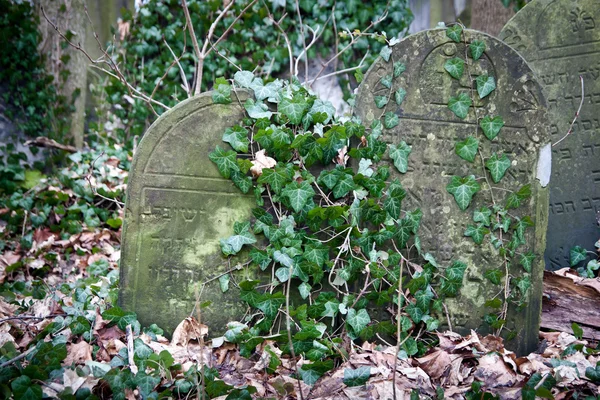 Jewish cemetery — Stock Photo, Image