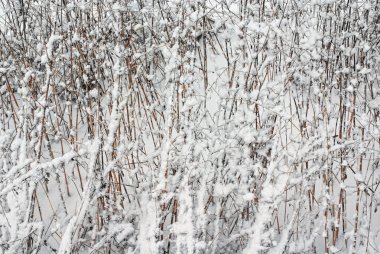 Kuru kökenli bir kar çimen.