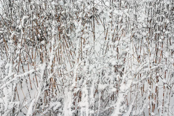 Kuru kökenli bir kar çimen.