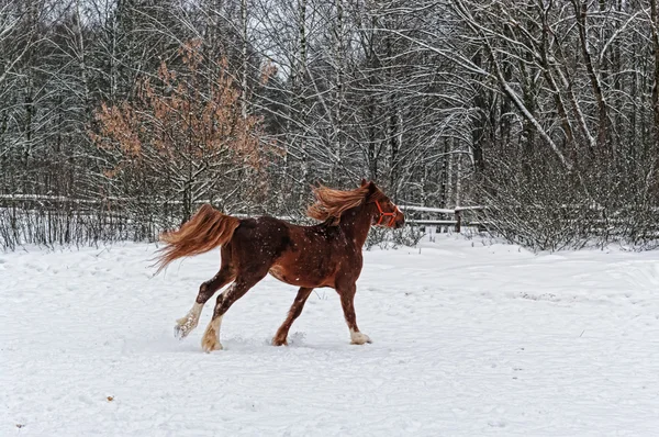 Braunes Pferd galoppiert auf Schnee. — Stockfoto