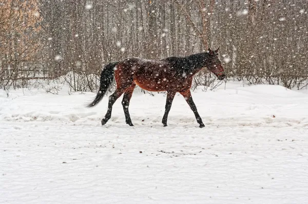 Grey horse going under snowfall. — Stock Photo, Image