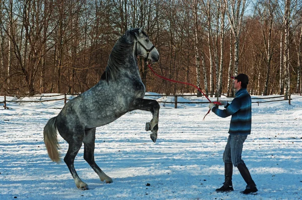 Games with a horse. — Stock Photo, Image