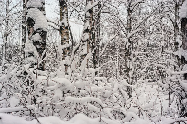 Foresta invernale dopo nevicate . — Foto Stock