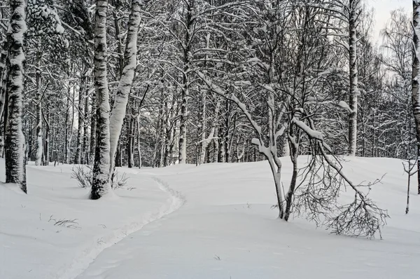 Kış orman kar yağışı sonra. — Stok fotoğraf