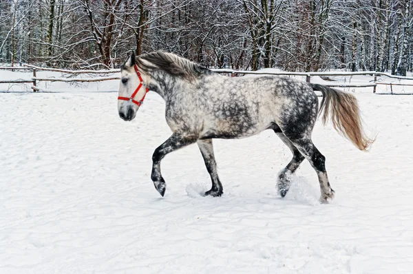 Сірий кінь відбувається взимку снігу. — стокове фото