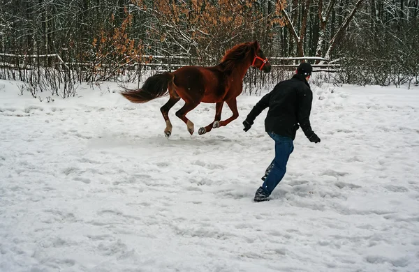 Jogos com um cavalo . Imagens De Bancos De Imagens Sem Royalties