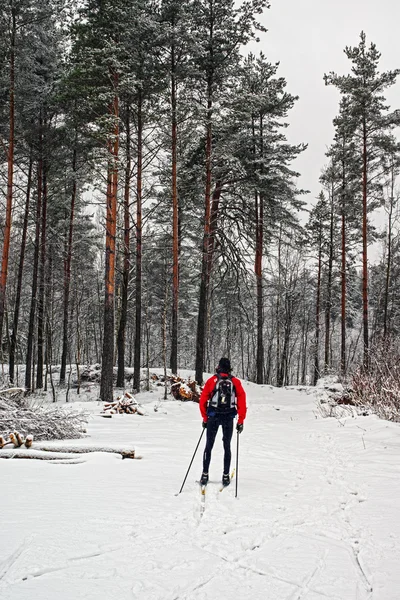 In the wood on skis. — Stock Photo, Image