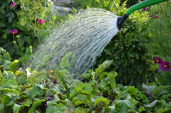 Blumen gießen — Stockfoto