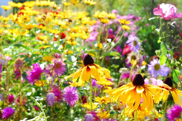 In giardino d'autunno — Foto Stock