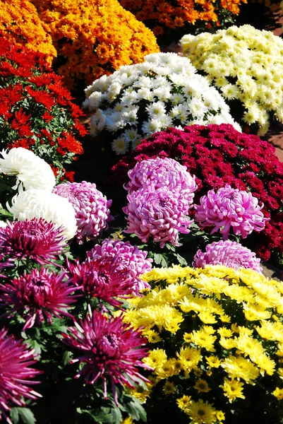 Různé barvy a odrůdy chrisanthemums — Stock fotografie