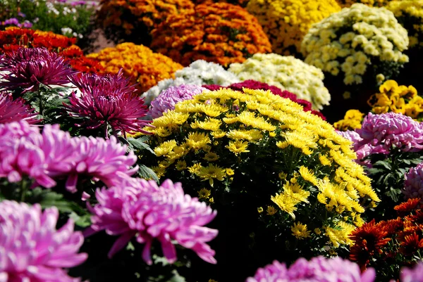 Farklı renk ve chrisanthemums çeşitleri — Stok fotoğraf