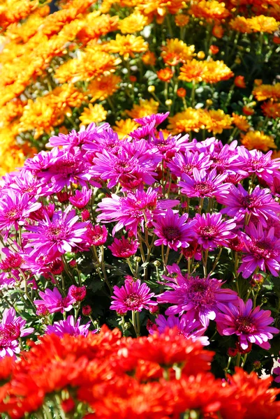Olika färger och sorter av chrisanthemums — Stockfoto