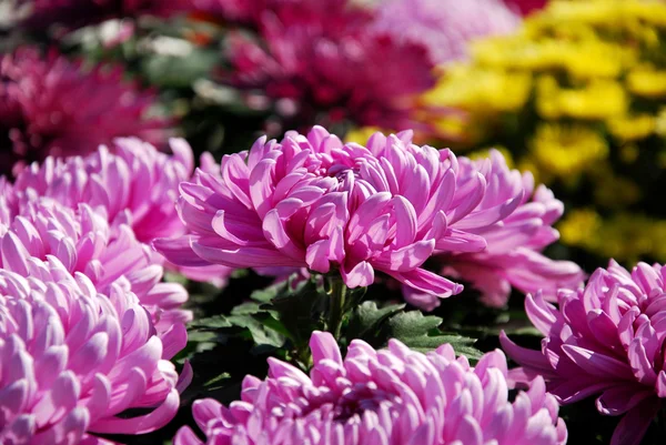 Krásné růžové velké chryzantémy — Stock fotografie