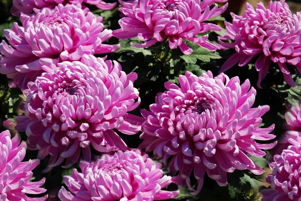 Krásné fialové velké chryzantémy — Stock fotografie