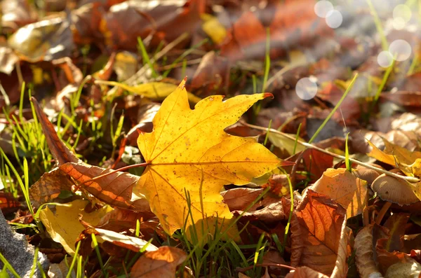 Herfst kleuren — Stockfoto