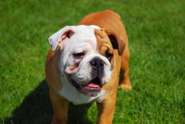 sevimli İngiliz bulldog