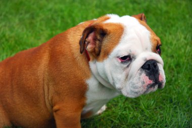 sevimli İngiliz bulldog