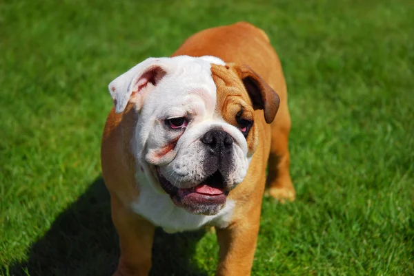 Cute english bulldog — Stock Photo, Image