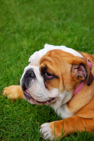 Cute english bulldog puppy — Stock Photo, Image
