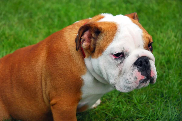 Cute english bulldog — Stock Photo, Image