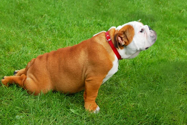 Yoga for dogs — Stock Photo, Image