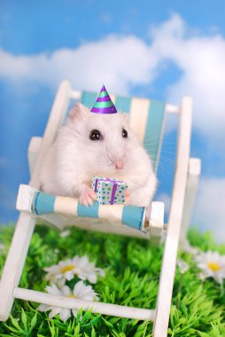 Beyaz hamster kutluyor doğum günü
