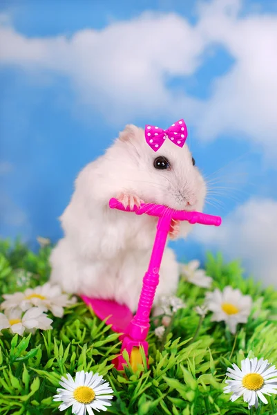 White hamster riding on a scooter — Stock Photo, Image