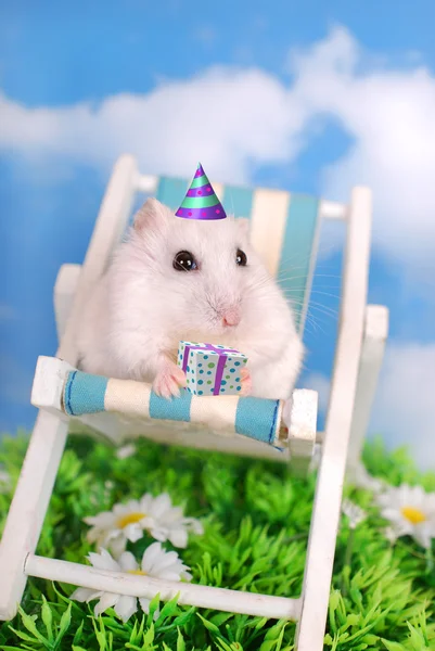 White hamster celebrating birthday — Stock Photo, Image