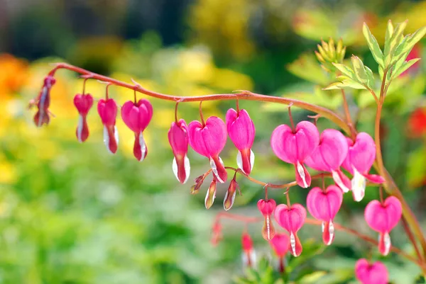 Bloeden hart bloemen (Dicentra spectabilis) — Stockfoto