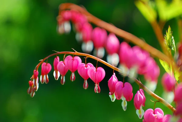 Bleeding Heart flowers ( Dicentra spectabilis) — Stock Photo, Image