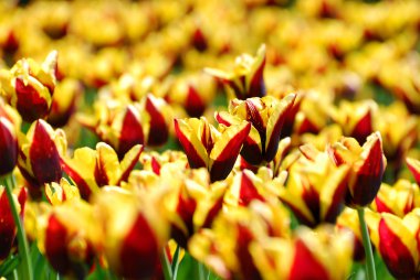 beautiful red-yellow tulips variety Andre Citroen clipart