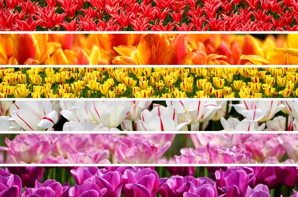 Regenboog kleuren tulpen collage — Stockfoto