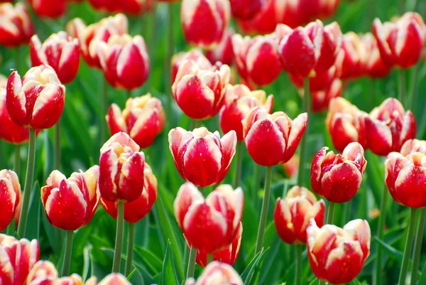 Schöne rot-weiße Tulpen Sorte Armani — Stockfoto