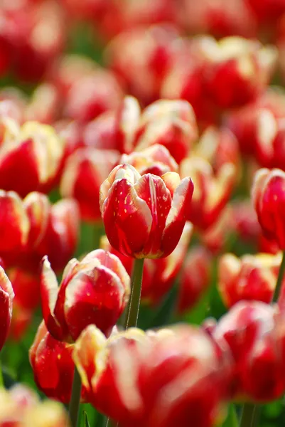 Beautiful red-white tulips variety Armani — Stock Photo, Image