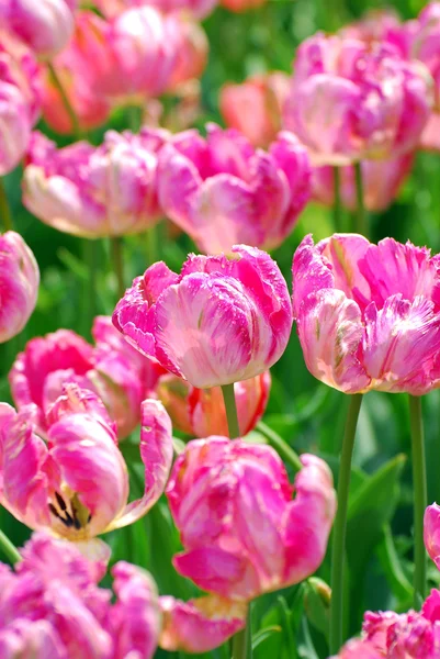 Field of pink parrot tulips with variety Diana Ross — Stock Photo, Image