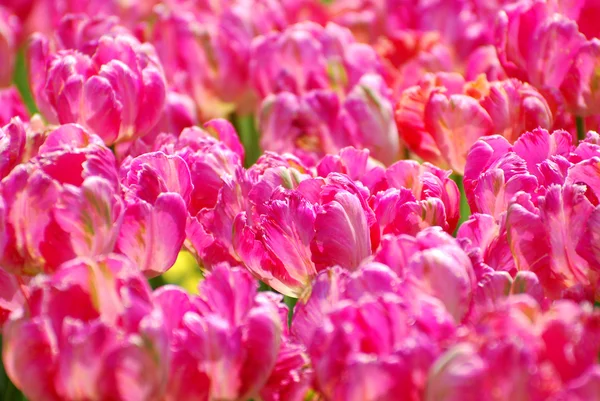 Campo de tulipas papagaio rosa com variedade Diana Ross — Fotografia de Stock