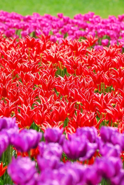 Sfondo con campi di tulipano in diversi colori — Foto Stock