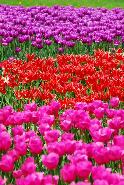 Fond avec des champs de tulipes de différentes couleurs — Photo