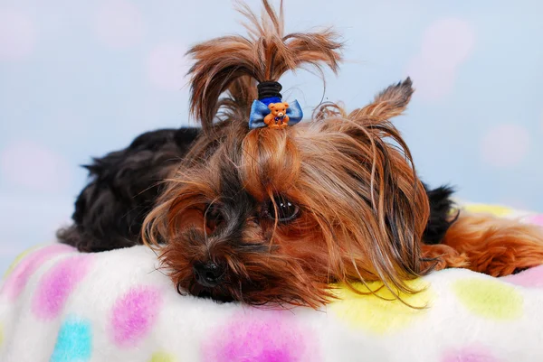 Prachtige yorkshire hond liggend op de deken — Stockfoto