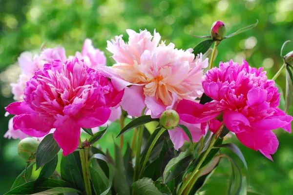 Bündel schöner Pfingstrosen im Garten — Stockfoto