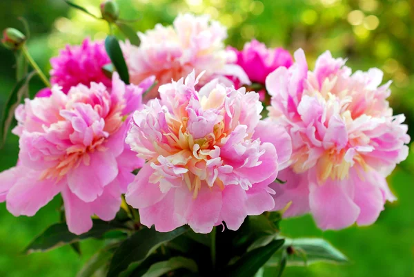 Bunch of beautiful peony in the garden — Stock Photo, Image