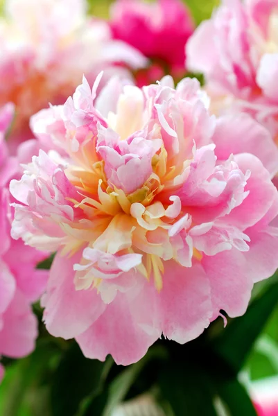 Beautiful peony in the garden — Stock Photo, Image