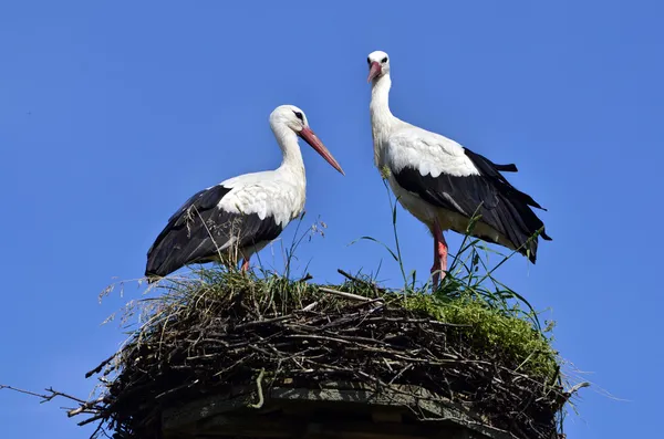 Storkar i boet — Stockfoto