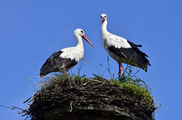 storks in the nest