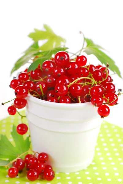 Frische rote Johannisbeere — Stockfoto