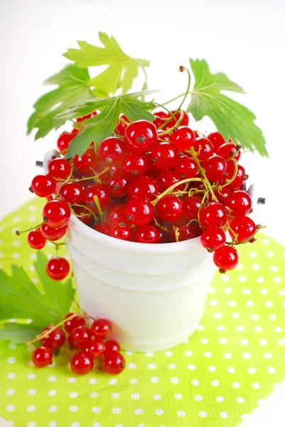 Fresh red currant — Stock Photo, Image