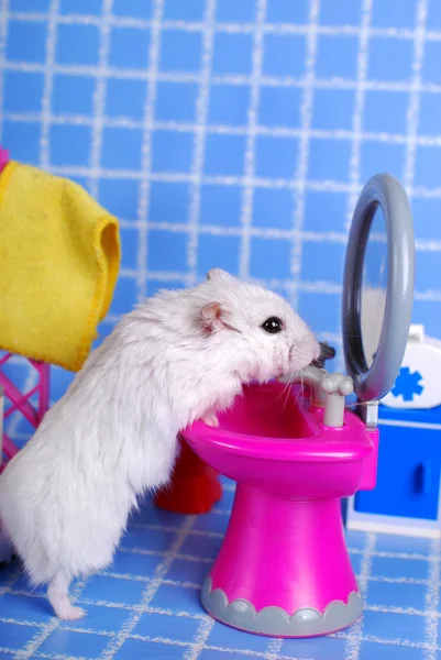 Hamster in the bathroom — Stock Photo, Image