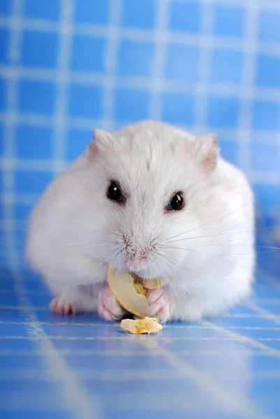 Hamster branco comendo semente de abóbora — Fotografia de Stock