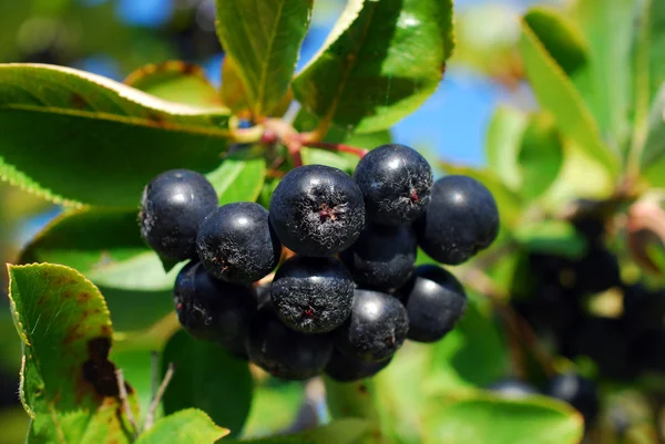 Branch of black chokeberry fruits in the garden — Stock Photo, Image