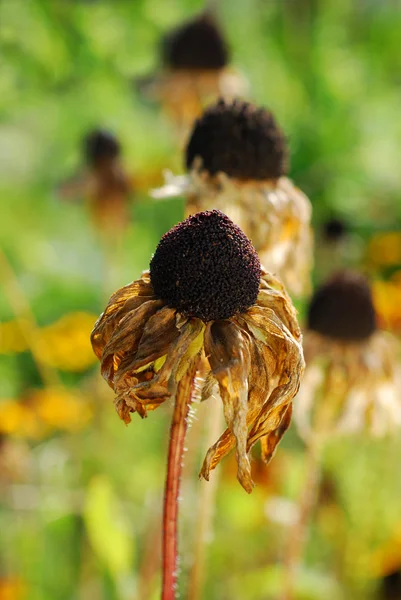 Přehnané rudbeckia sušené květiny v zahradě — Stock fotografie